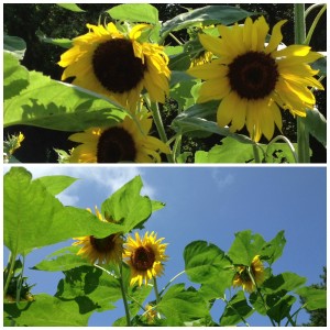 sunflowercollage
