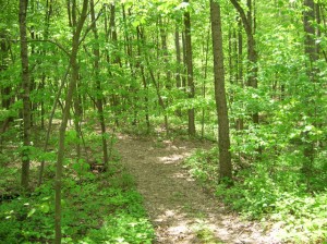 Path-through-the-Woods